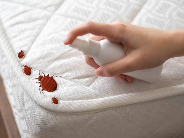Best Termite Control Services  in Central City, KY