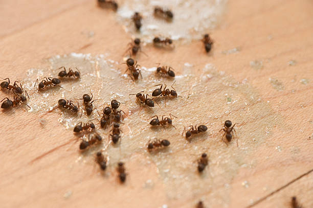 Best Best Pest Control Companies  in Central City, KY