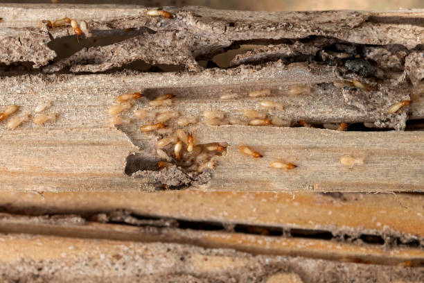 Best Spider Control Near Me  in Central City, KY